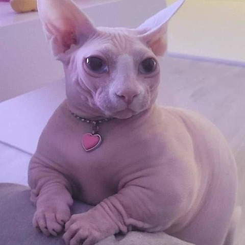 Олег Абрамович